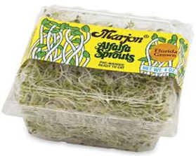 Alfalfa Sprouts