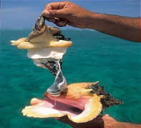 Whole Conch